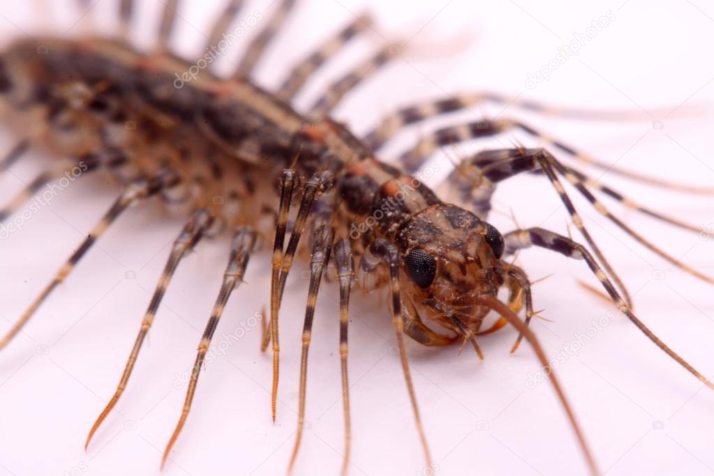 Scutigera smithii Newport (long-legged house centipede) on a white background