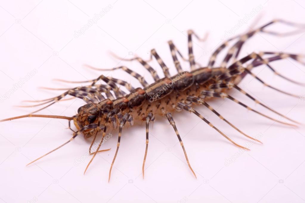 Scutigera smithii Newport (long-legged house centipede) on a white background