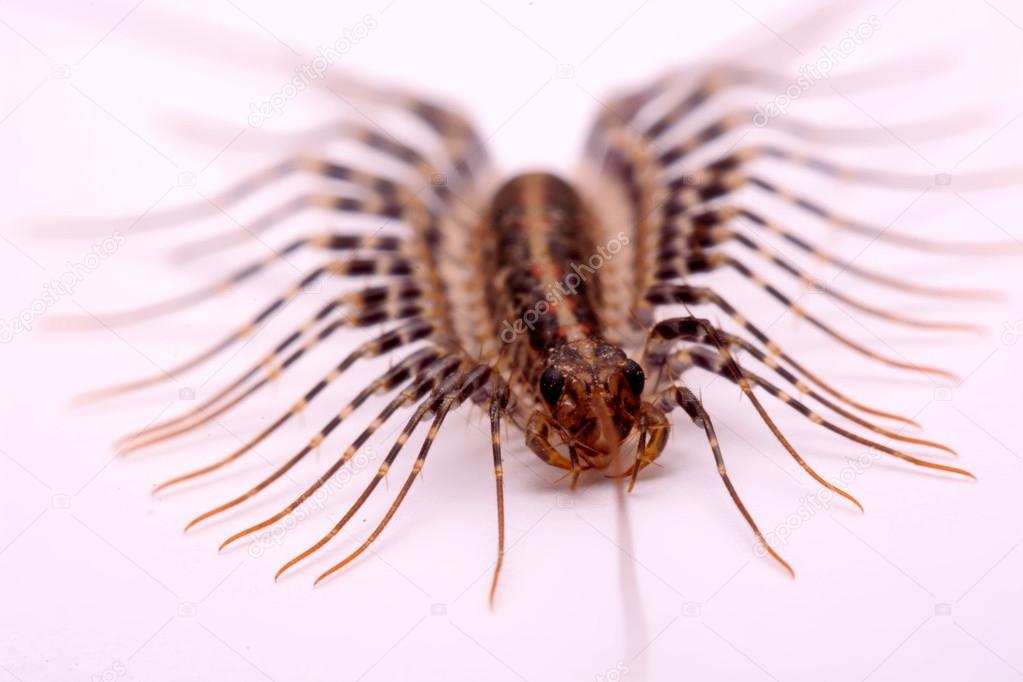 Scutigera smithii Newport (long-legged house centipede) on a white background.