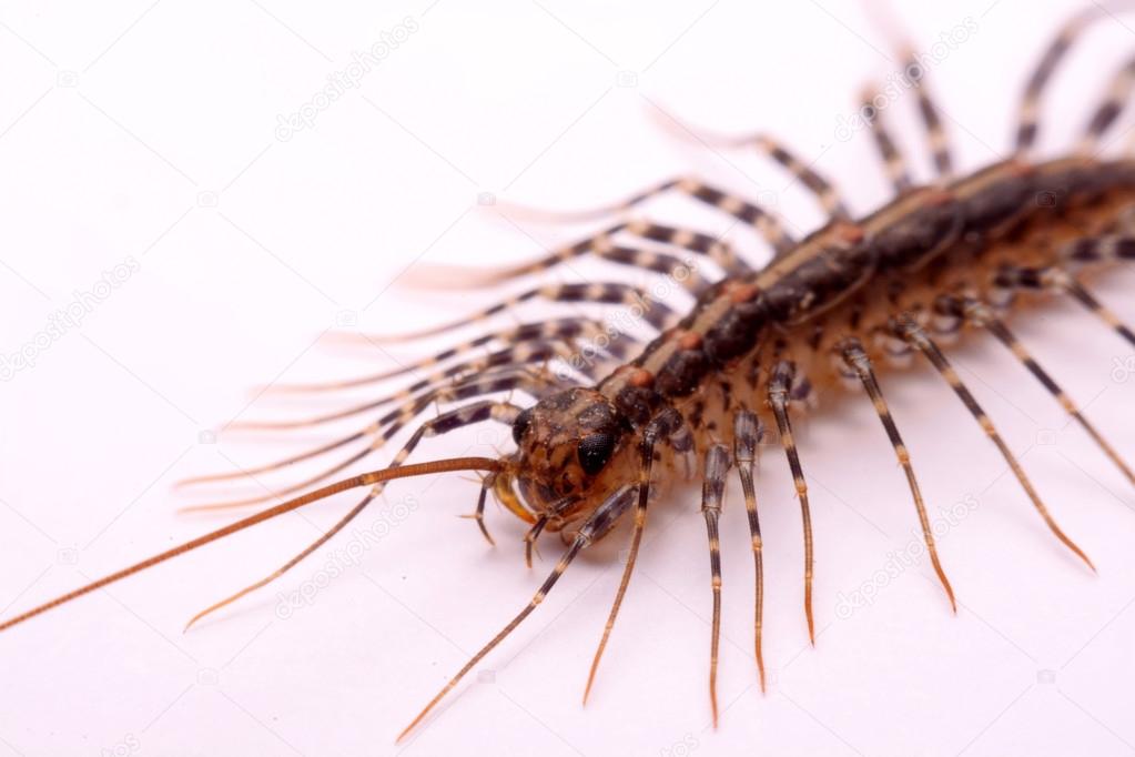 Scutigera smithii Newport (long-legged house centipede) on ...