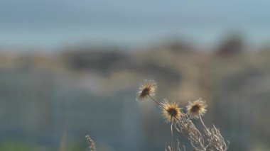 Korfu 'nun başkentinin panoraması. Yunanistan 'ın eski şehir ve eski kale manzarası