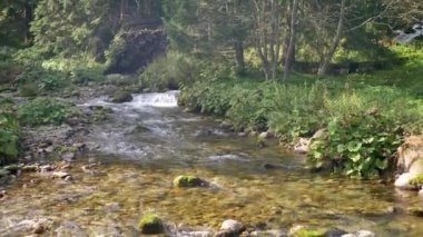 Karpatya Dağları 'ndaki beyaz su nehri.