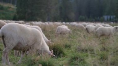 Koyunlar yeşil çayırda otlar. Doğal güneş ışığı.
