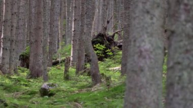 Güzel bir ormanda sabah, yaşlı büyük ağaçlarla.