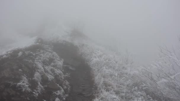 Foresta Coperta Nebbia Paesaggio Autunnale Dei Boschi — Video Stock