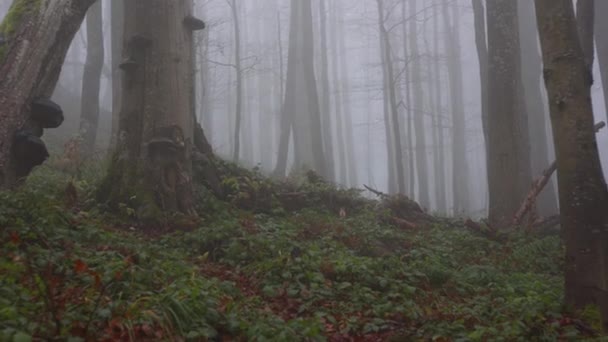 Skogen Täckt Dimma Höstlandskap Skogen — Stockvideo