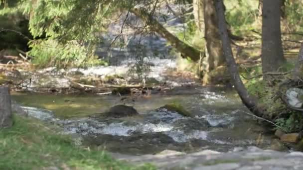 Wildwasserfluss Den Karpaten — Stockvideo