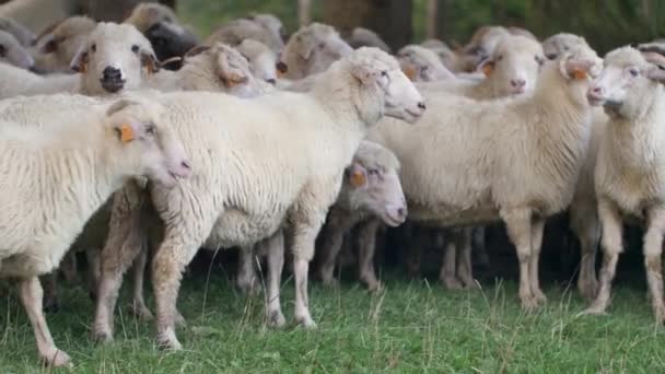 Les Moutons Broutent Herbe Sur Prairie Verte Lumière Naturelle Soleil — Video