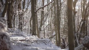 Ormanda güneşli bir gün, karla kaplı. Ağaçlardan düşen küçük kar taneleri.
