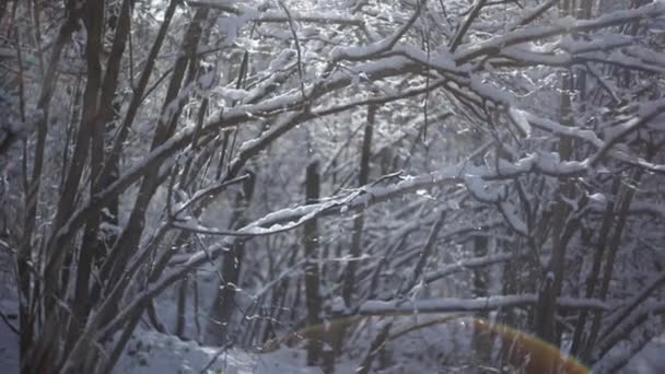 Słoneczny Dzień Lesie Pokrytym Śniegiem Małe Płatki Śniegu Spadające Drzew — Wideo stockowe