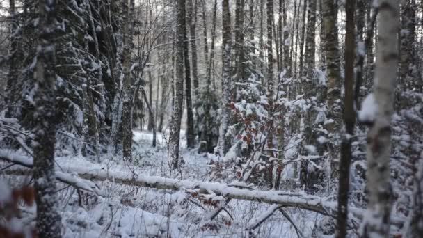 Journée Ensoleillée Dans Forêt Couverte Neige Petits Flocons Neige Tombant — Video