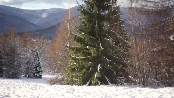 Giornata Sole Nella Foresta Coperta Neve Piccoli Fiocchi Neve Cadono — Video Stock