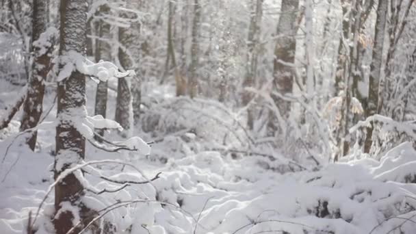 Día Soleado Bosque Cubierto Nieve Pequeños Copos Nieve Cayendo Los — Vídeos de Stock