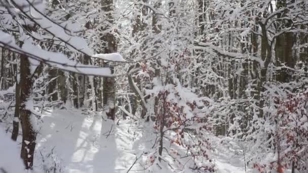 Solig Dag Skogen Täckt Snö Små Snöflingor Faller Från Träden — Stockvideo