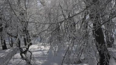 Ormanda güneşli bir gün, karla kaplı. Ağaçlardan düşen küçük kar taneleri.