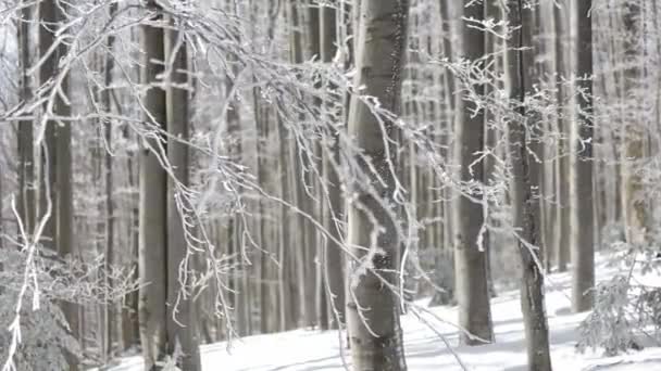 雪に覆われた森の中で晴れた日 木から落ちてくる小さな雪片 — ストック動画