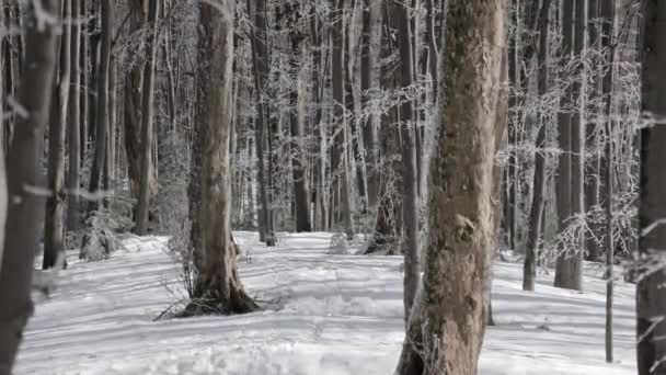 Journée Ensoleillée Dans Forêt Couverte Neige Petits Flocons Neige Tombant — Video