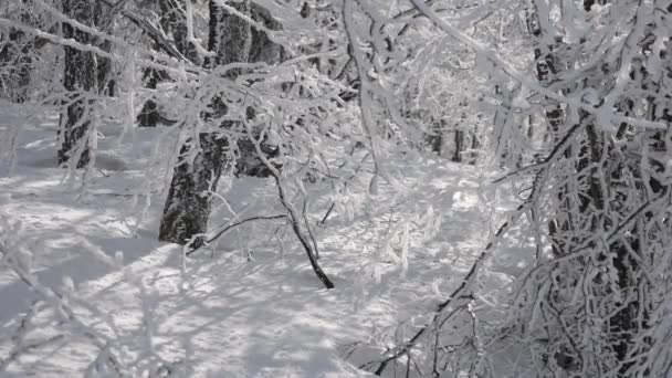 Día Soleado Bosque Cubierto Nieve Pequeños Copos Nieve Cayendo Los — Vídeos de Stock