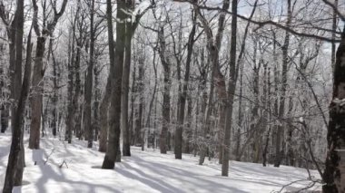 Ormanda güneşli bir gün, karla kaplı. Ağaçlardan düşen küçük kar taneleri.
