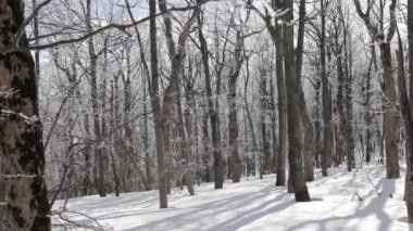 Ormanda güneşli bir gün, karla kaplı. Ağaçlardan düşen küçük kar taneleri.