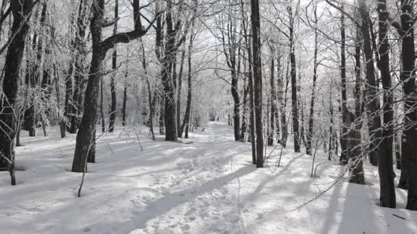 Słoneczny Dzień Lesie Pokrytym Śniegiem Małe Płatki Śniegu Spadające Drzew — Wideo stockowe