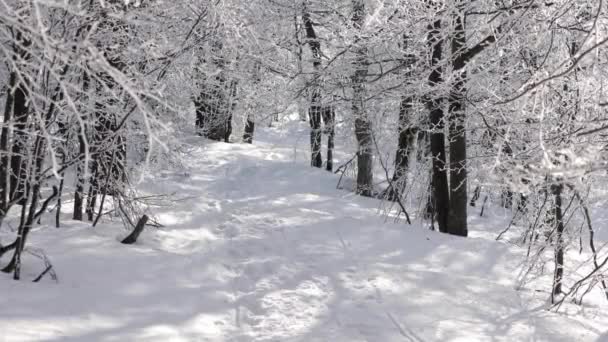 Slunečný Den Lese Pokrytý Sněhem Malé Sněhové Vločky Padající Stromů — Stock video