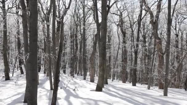 Slunečný Den Lese Pokrytý Sněhem Malé Sněhové Vločky Padající Stromů — Stock video