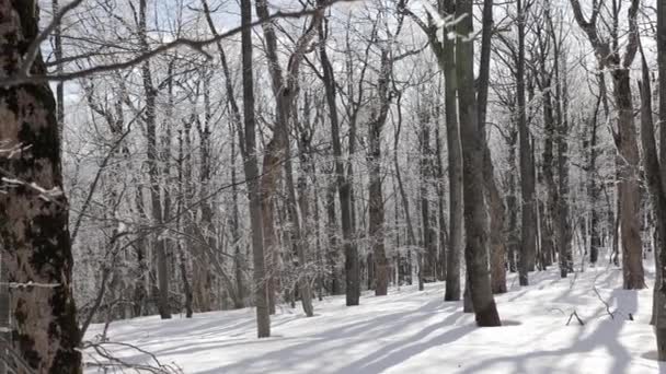 Journée Ensoleillée Dans Forêt Couverte Neige Petits Flocons Neige Tombant — Video