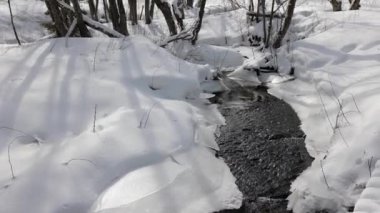 Ormanda güneşli bir gün, karla kaplı. Ağaçlardan düşen küçük kar taneleri.