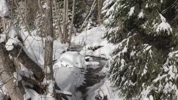 Dia Ensolarado Floresta Coberta Neve Pequenos Flocos Neve Caindo Das — Vídeo de Stock