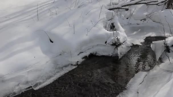 Slunečný Den Lese Pokrytý Sněhem Malé Sněhové Vločky Padající Stromů — Stock video