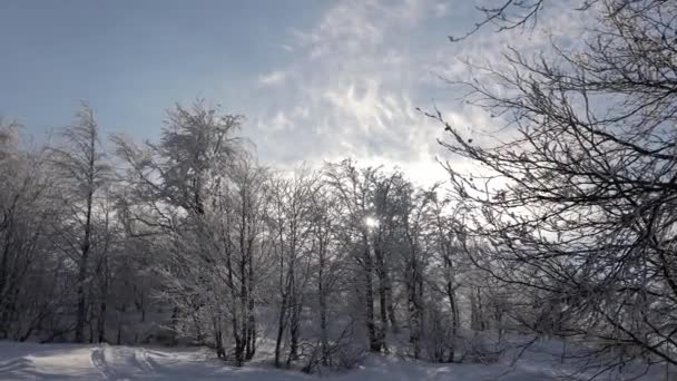 Giornata Sole Nella Foresta Coperta Neve Piccoli Fiocchi Neve Cadono — Video Stock