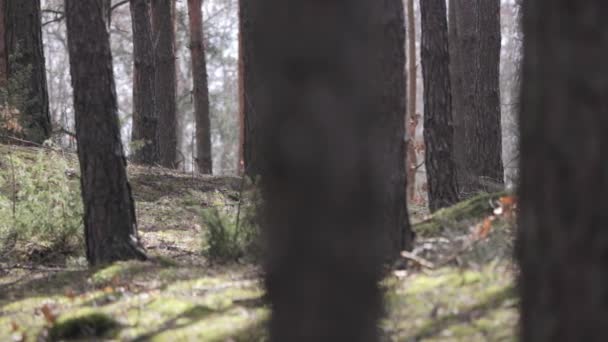 Klip Který Ukazuje Ráno Krásném Dřevě Starými Velké Stromy — Stock video