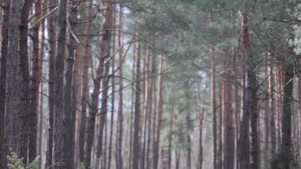 Klip Který Ukazuje Ráno Krásném Dřevě Starými Velké Stromy — Stock video