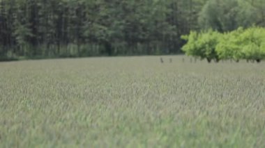 Rüzgarda dans eden taze buğday.