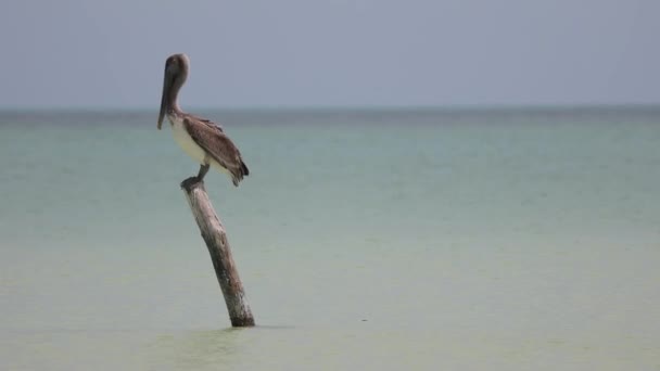 Pelican Zoek Naar Vis Holbox Island Mexico — Stockvideo