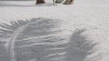 Meksika sahilinin beyaz kumsalında palmiye gölgesi.