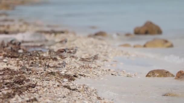 Małe Ptaszki Szukające Jedzenia Plaży — Wideo stockowe