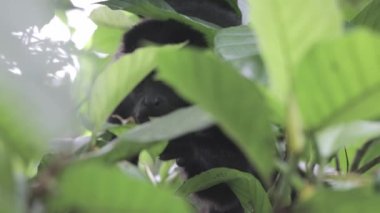 Maymun vahşi doğada yaprakları yiyor, Meksika..