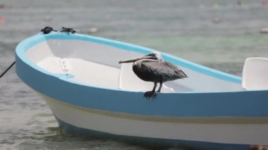 Pelikan balık arıyor. Holbox Adası, Meksika.