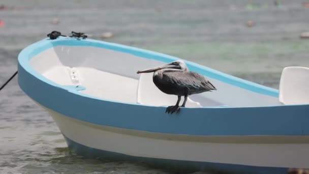 Pelikan Auf Fischsuche Holbox Island Mexiko — Stockvideo