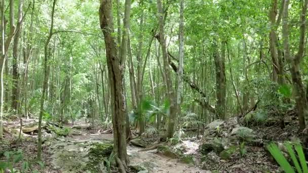 Bela Selva Vontade Yucatan — Vídeo de Stock