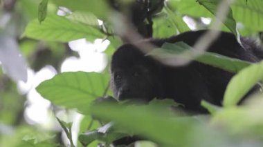 Maymun vahşi doğada yaprakları yiyor, Meksika..