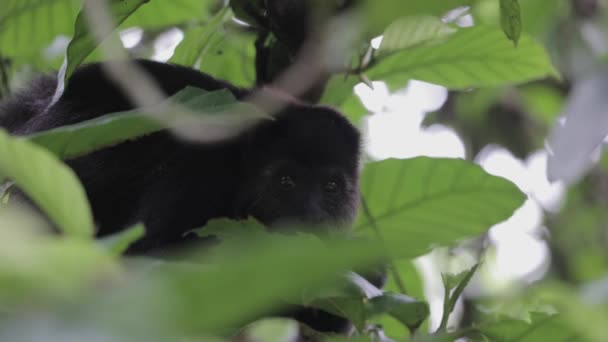 Mono Comiendo Hojas Naturaleza México — Vídeos de Stock