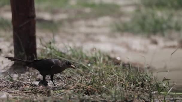 鸟类在自然界中的地面行走 — 图库视频影像