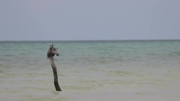 Pelikanen Letar Efter Fisk Holbox Island Mexiko — Stockvideo