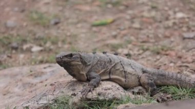 Cancun sahilinde vahşi iguana, Meksika.