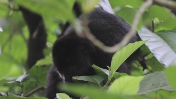 Mono Comiendo Hojas Naturaleza México — Vídeos de Stock