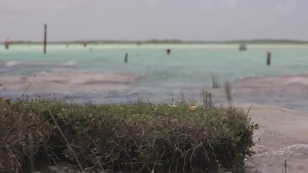 Hermosa Laguna Color Veracruz México — Vídeos de Stock