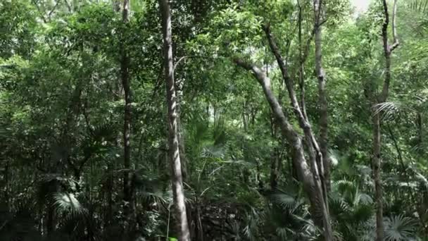 Belle Jungle Yucatan Mexique — Video